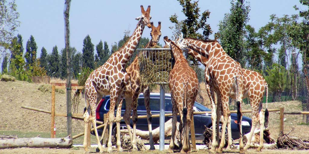 Zoo Safari Ravenna - Scopri la Romagna